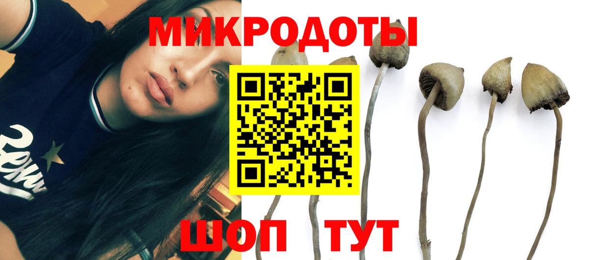 Псилоцибиновые грибы Psilocybine cubensis  Вход с VPN  Вышний Волочёк 